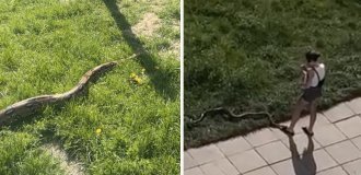 “He’s a good guy.” A Minsk woman walked a boa constrictor right in the yard (2 photos + 1 video)