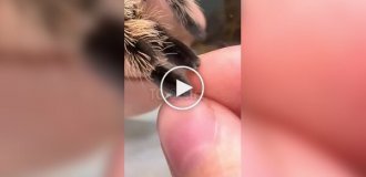 Лапки павуків трохи нагадують котячі