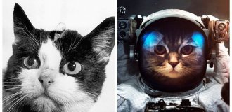 Фелисетт – первая космическая кошка и память о ней (11 фото)