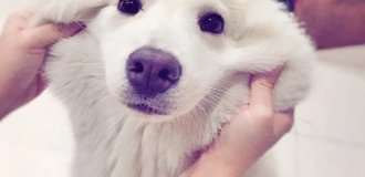 20 милейших псов-метисов, которые заставят вас влюбиться в них! (20 фото)
