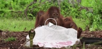 Сотрудник реабилитационного центра учит детенышей орангутанов бояться змей