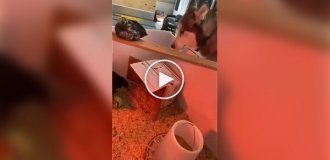 Пес немного проголодался