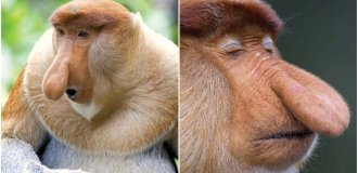 Scientists have figured out why proboscis animals need such a big nose (7 photos)