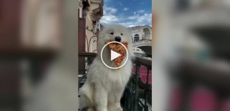Милый песик уже отправился в путешествие