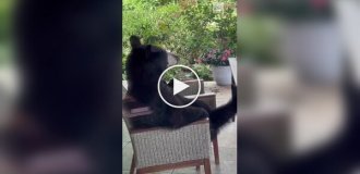 A mother bear fed her cub while sitting in a garden chair