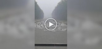 Silver carp jump during heavy rains and floods