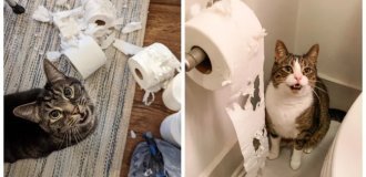 27 меховых диверсантов, организовавших дома рулонный апокалипсис (28 фото)