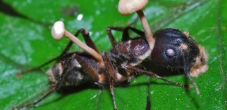 Кордицепс: хищный гриб создаёт зомби из насекомых (9 фото)