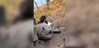 A pig proved too much for an ocelot