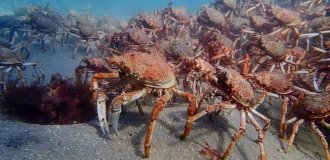 Камчатський краб: він уже зруйнував Баренцеве море. Тепер ця орда йде спустошувати скандинавів (8 фото)