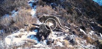 Мама-ірбіс і троє її кошенят потрапили у фототоловушку в Сайлюгемському нацпарку