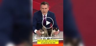 Турецкий телеканал в прямом эфире раздавал котят