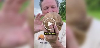 Неожиданный факт о броненосцах