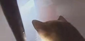 Драматический момент: спасение котов из пожара (4 фото + 1 видео)