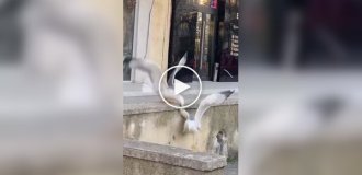A seagull barely escaped a monstrous fall from a height of one meter