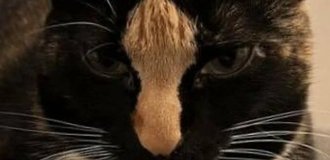 Мордочка этого кота говорит громче любых слов (2 фото)