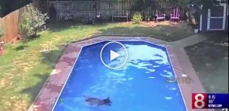 Американка виявила ведмедя, який купається в її басейні