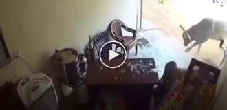 Два быка ворвались в магазин — сотрудник успел укрыться