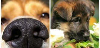 30 Charming Dogs Who Clearly Demonstrated That Sense of Smell Is a Delicate Matter (31 photos)