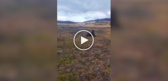 Морской лев забрел в парк, расположенный в 30 километрах от воды