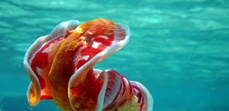 Испанский танцор: 2 кг ядовитой биомассы (8 фото)