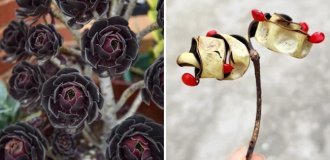 19 plants whose outstanding features will attract attention like a magnet (20 photos)