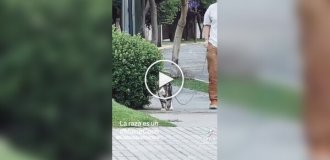 Even Dogs Are Afraid of Him: a Cat Who is Walked Has Become Famous Online on a leash