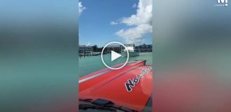 Бесплатный круиз: пеликаны катаются на лодке