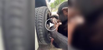 Шимпанзе взяли на работу в автомастерскую