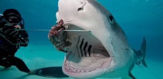 The athlete tried to eat as much food as a tiger shark eats in one meal (4 photos + 1 video)