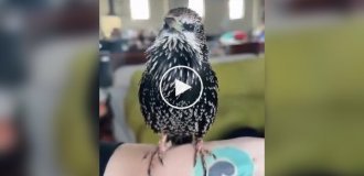 What sounds does a starling make