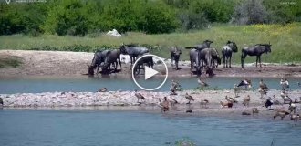 Gnu antelope almost became prey to a crocodile