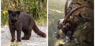 25 фотографий, после просмотра которых захочется купить палатку и уехать в лес (26 фото)