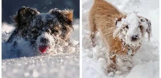 25+ Dogs Enjoying Play in the Snow (26 photos)