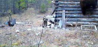 Упитанный медведь залез в домик инспектора национального парка