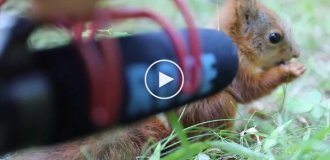 Какие звуки издает бельчонок во время еды