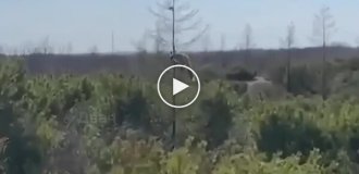 Лисиця залізла на дерево, намагаючись зловити бурундука