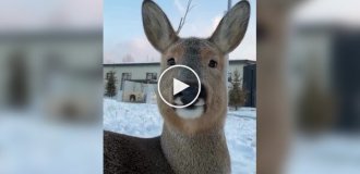 Сибирская косуля резко меняет внешний вид в зависимости от сезона