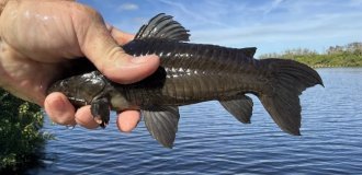 Панцирні соми: рибки в обладунках римського легіонера (7 фото)