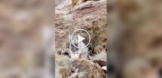 Manul mom lowers her cub down a mountainside