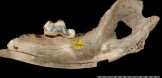 Учёные выяснили, когда началась дружба человека и собаки