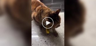 A cat doesn't want to give up bananas