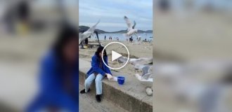 Seagulls almost left a tourist without French fries