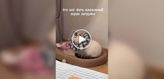 Если бы загрузочный экран был кошкой