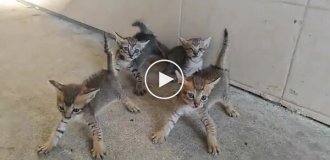 Четыре котенка против будущего хозяина