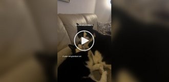 Пушистая бабушка ухаживает за внуком