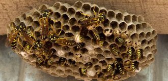 Осы: 5 пугающих видов. От маньяка-мясника до паразита в инжире (14 фото)