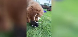На видео сняли сороку, которая забыла, что она птица, и борется за еду с псом