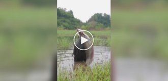 Перекус прожорливого баклана