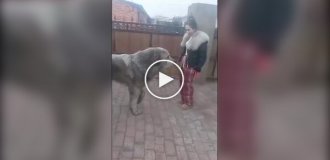 Huge dog: the main thing is not to bite